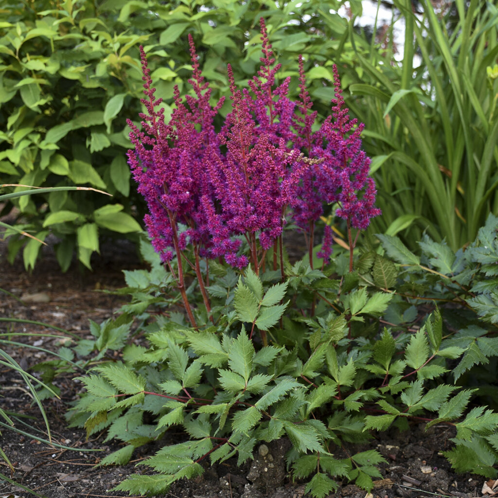 Astilbe, ‘Vision in Red’