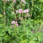 Astrantia, Masterpiece