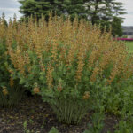 False Indigo, Cherries Jubilee