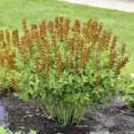 False Indigo, Honey Roasted