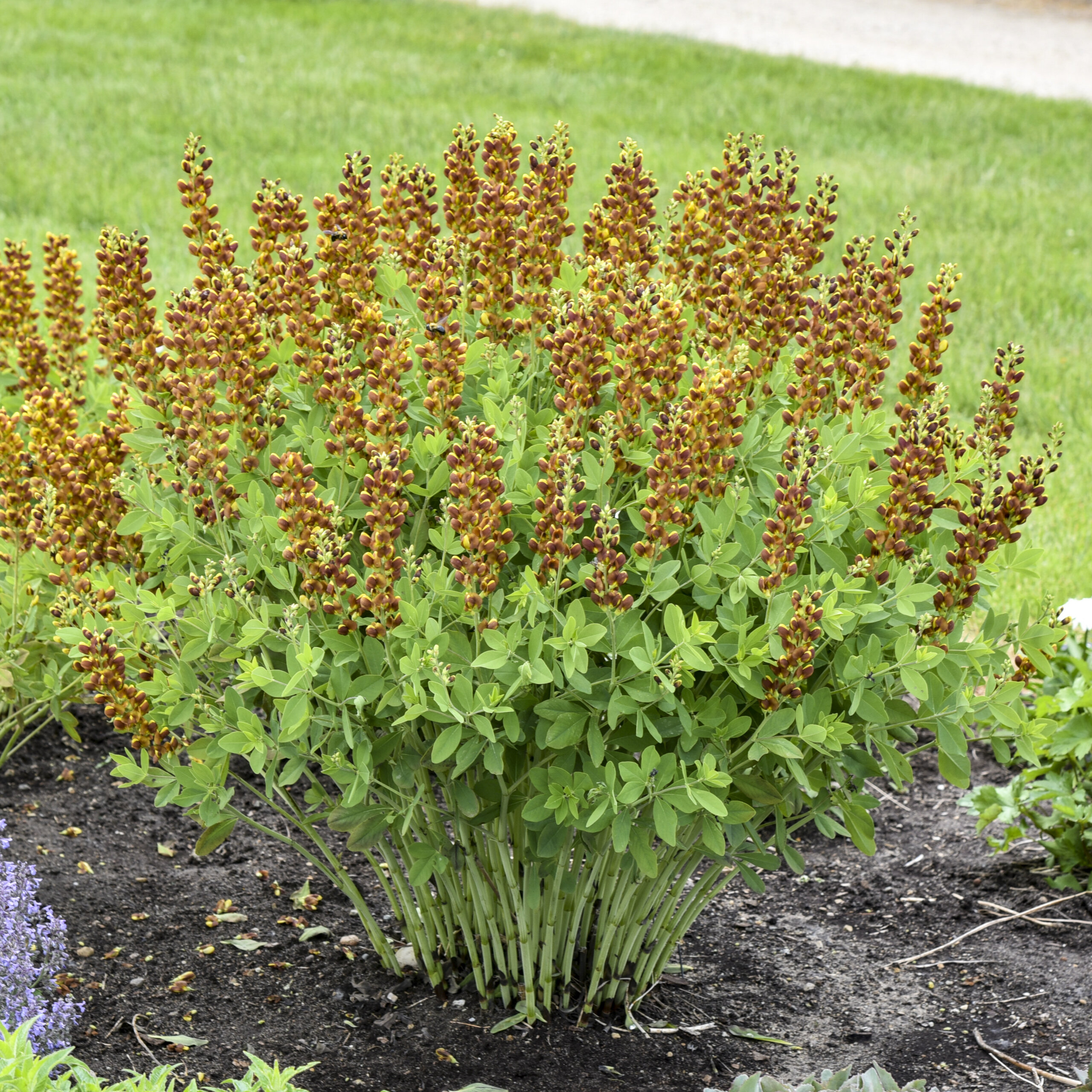 False Indigo, Honey Roasted