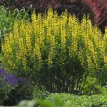 False Indigo, Lemon Meringue