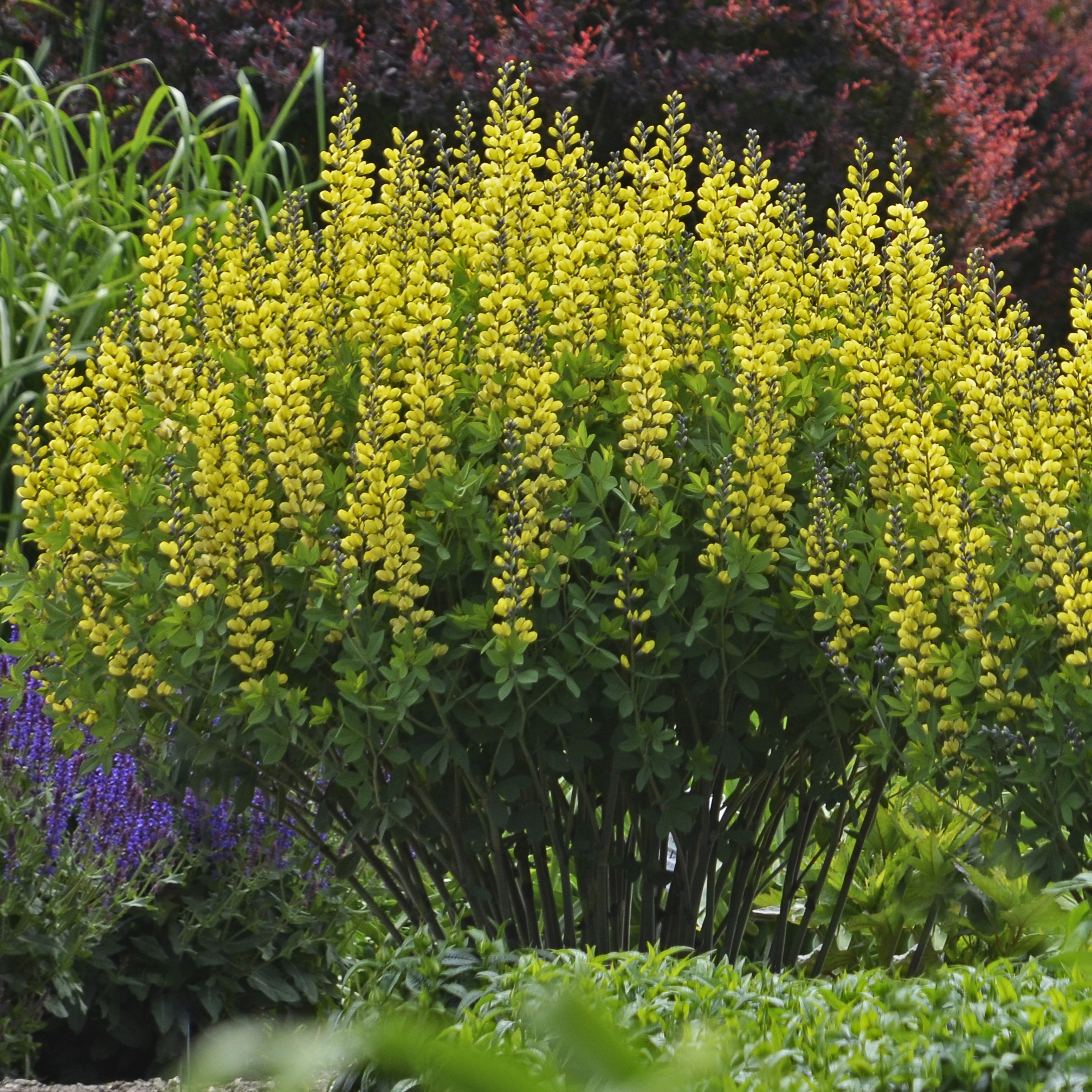 False Indigo, Lemon Meringue