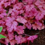 Coralbells, Berry Smoothie