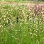 Grass, Grama Honeycomb
