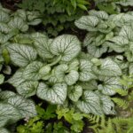 Brunnera, Jack Frost