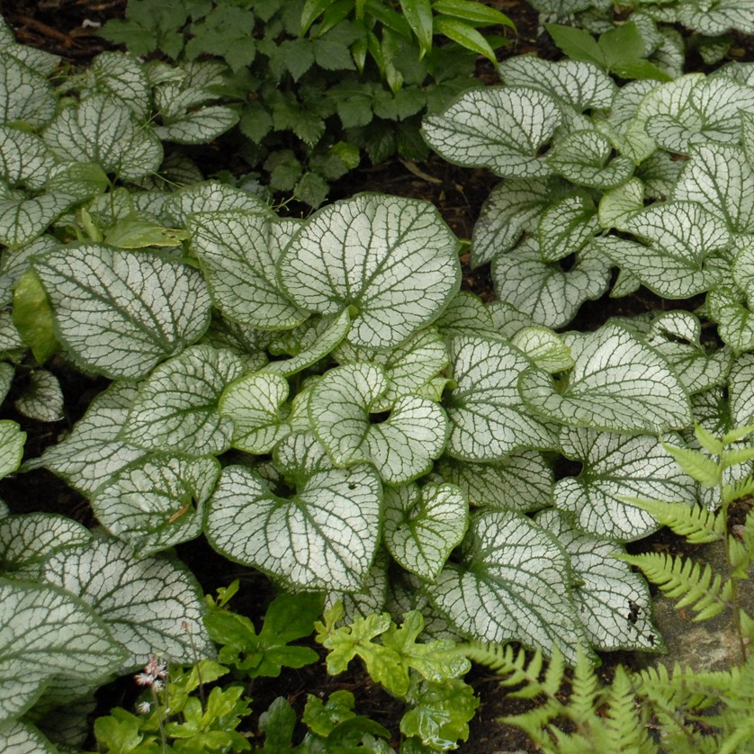 Brunnera, Jack Frost
