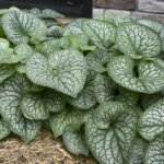 Brunnera, Jack of Diamonds