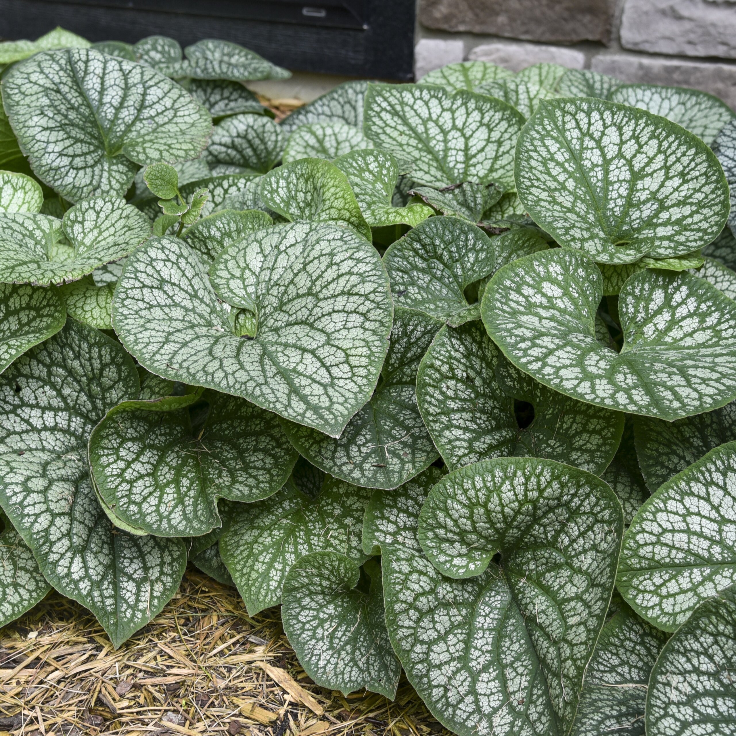 Brunnera, Jack of Diamonds