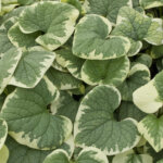 Brunnera, Variegated