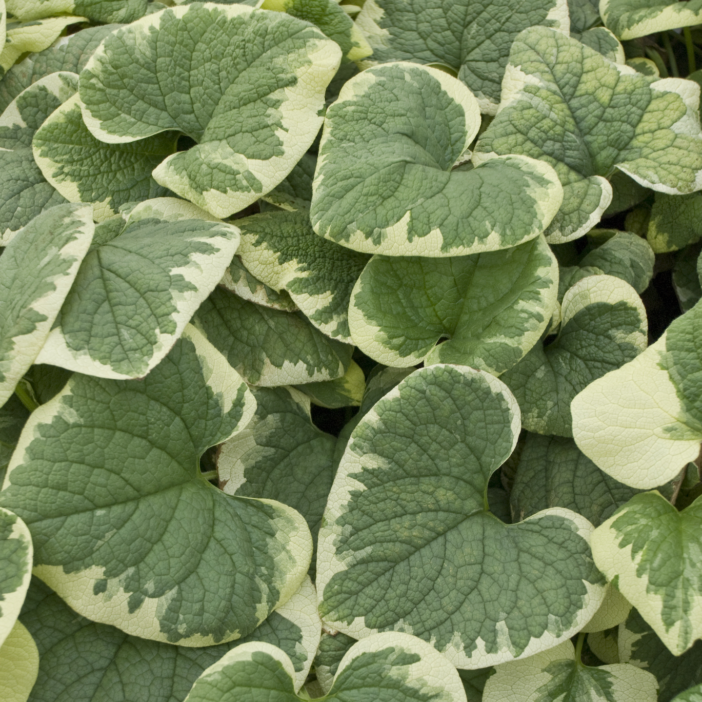 Brunnera, Variegated