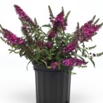 Butterflybush, Chrysalis Cranberry