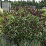 Butterflybush, Dark Dynasty