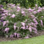 Butterflybush, Pink Cascade