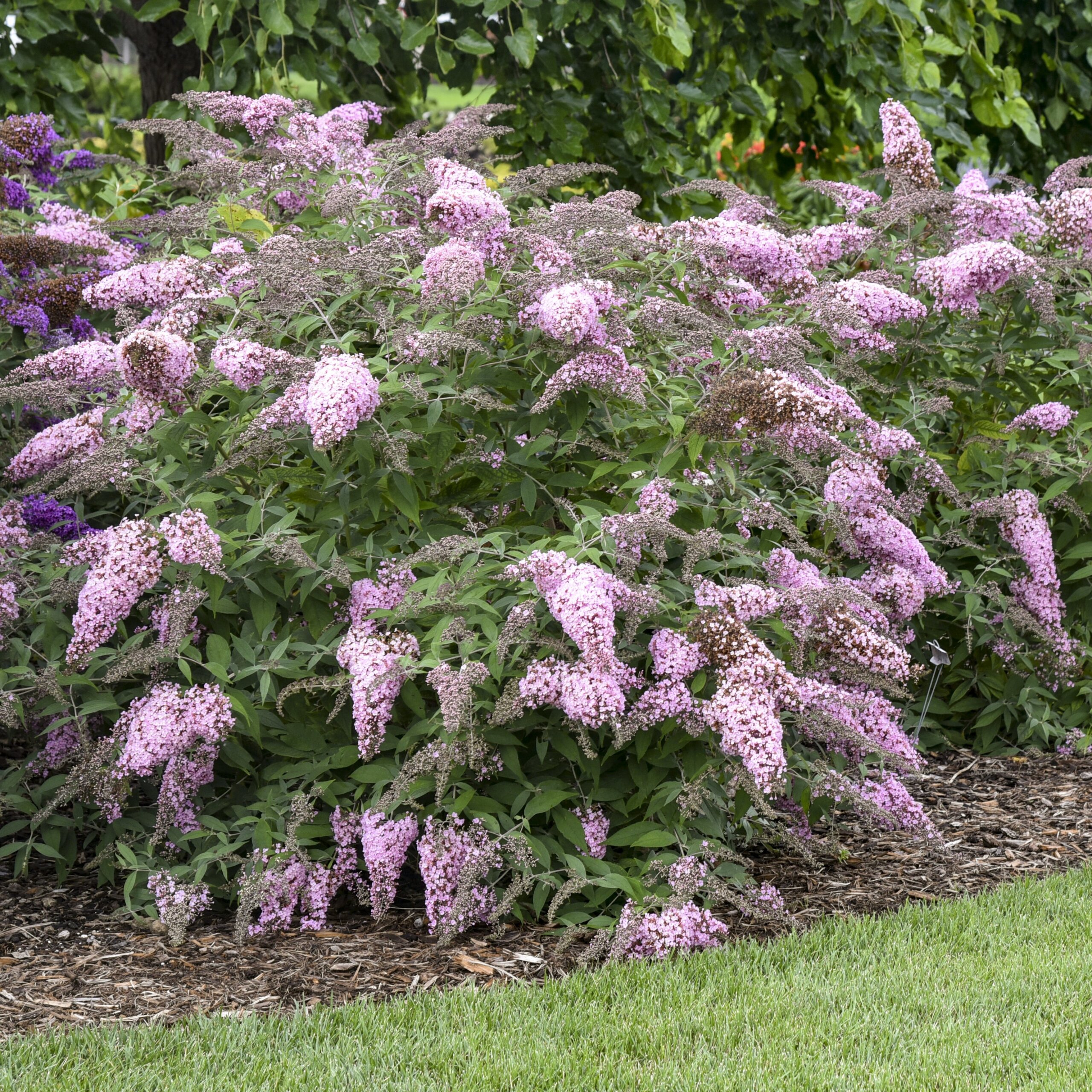 Butterflybush, Pink Cascade