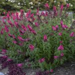 Butterflybush, Prince Charming