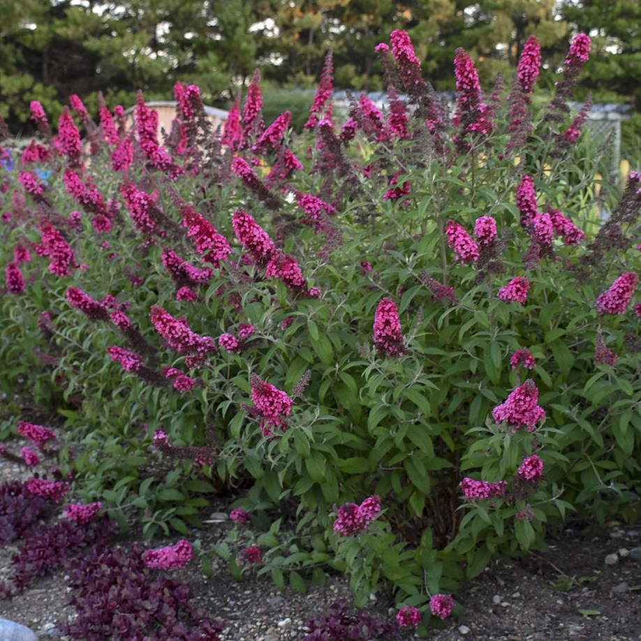 Butterflybush, Prince Charming