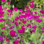 Poppy Mallow, Purple