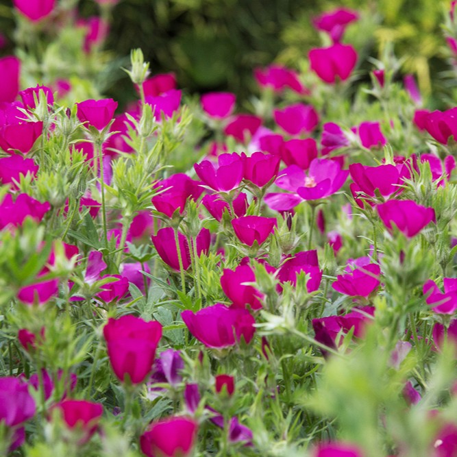 Poppy Mallow, Purple