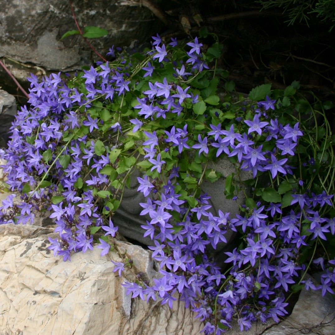 Bellflower, Blue Waterfall