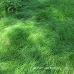 Grass, Sedge Pennsylvania