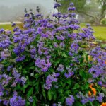 Blue Mist Shrub, Grand Bleu
