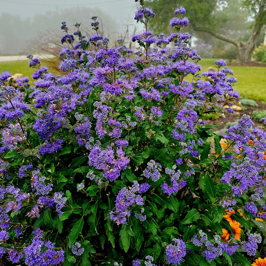 Blue Mist Shrub, Grand Bleu