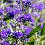 Blue Mist Shrub, Dark Knight