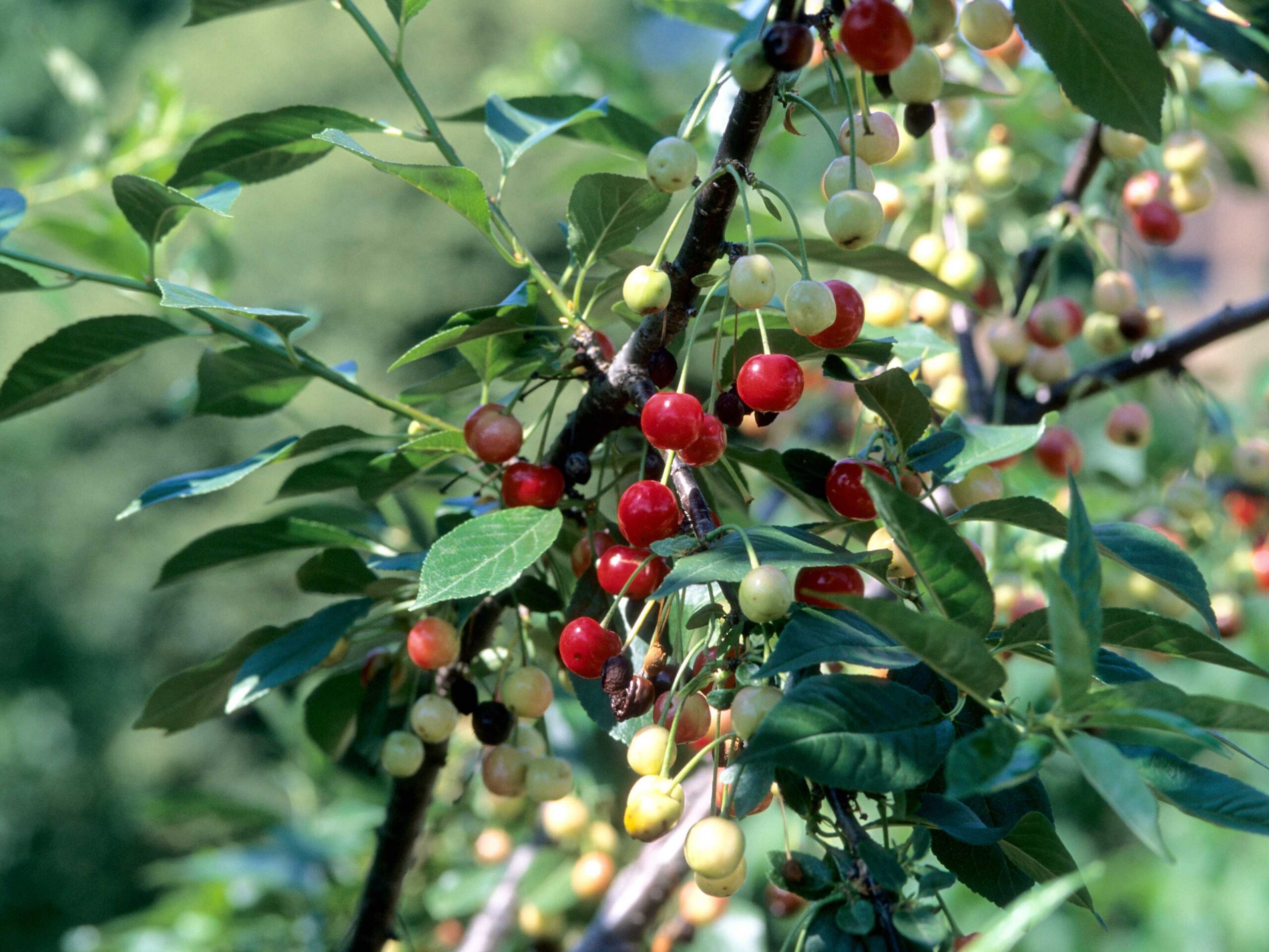 Cherry, North Star Dwarf