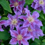 Clematis, Baroness Fookes