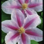 Clematis, Bees' Jubilee