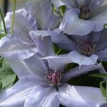 Clematis, Bernadine