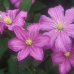 Clematis, Comtesse de Bouchaud