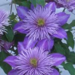 Clematis, Crystal Fountain