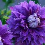 Clematis, Diamantina