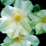 Clematis, Guernsey Cream