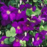 Clematis, Jackmanii