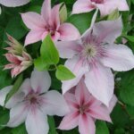 Clematis, John Paul II
