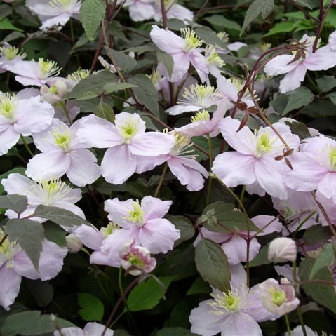 Clematis, Montana Mayleen