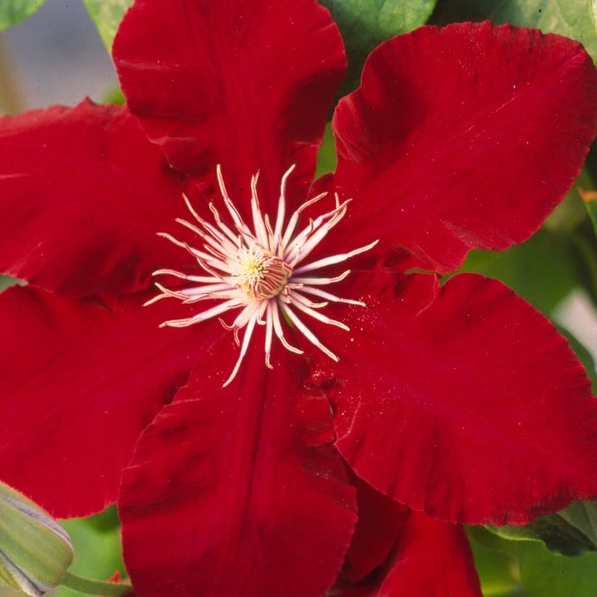 Clematis, Rebecca