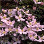 Clematis, Montana Elizabeth