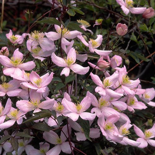 Clematis, Montana Elizabeth