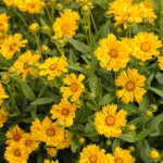 Coreopsis, Jethro Tull