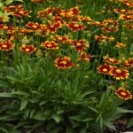 Coreopsis, Uptick Red