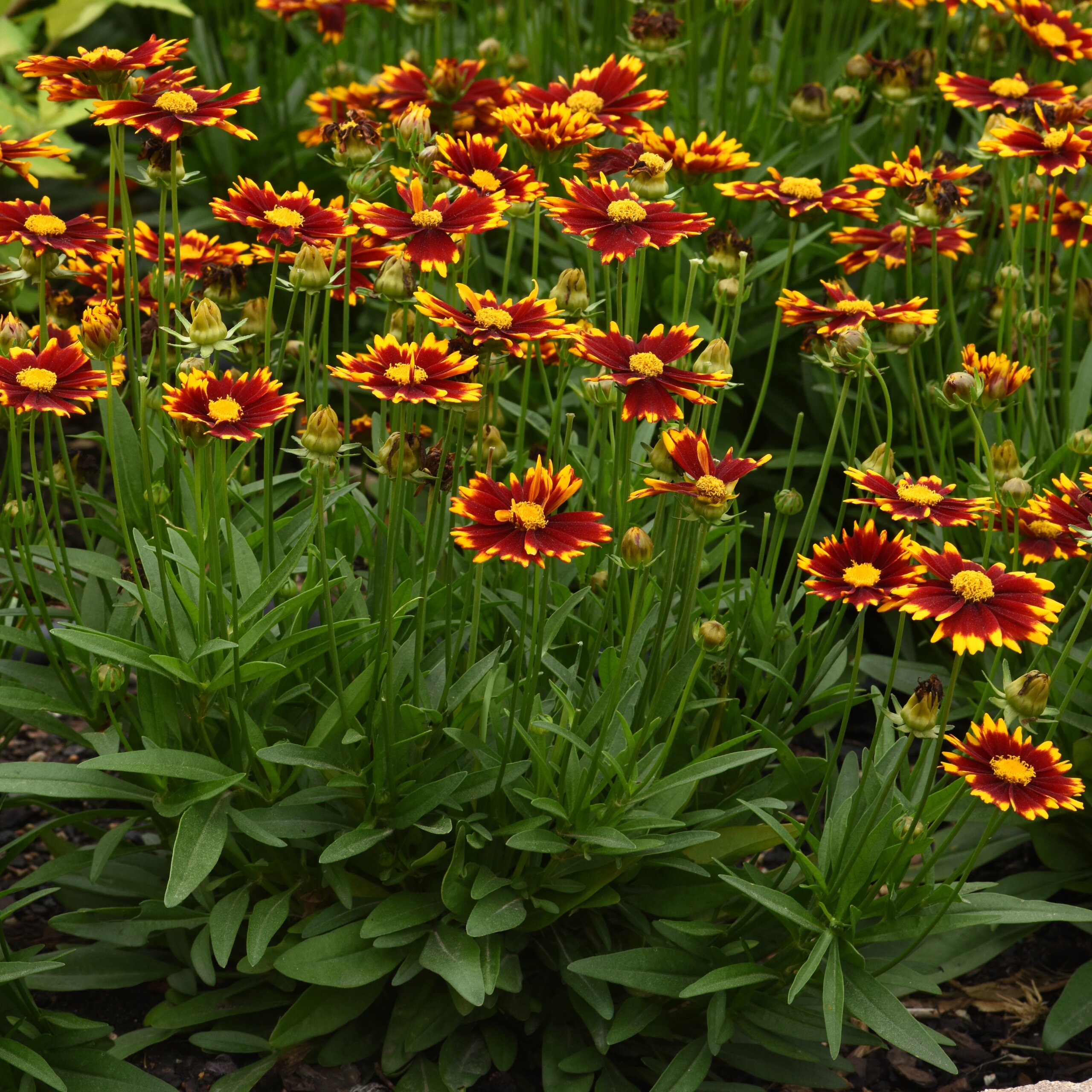 Coreopsis, Uptick Red