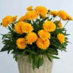 Coreopsis, Solanna Golden Sphere