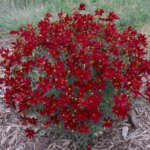 Coreopsis, Hot Paprika