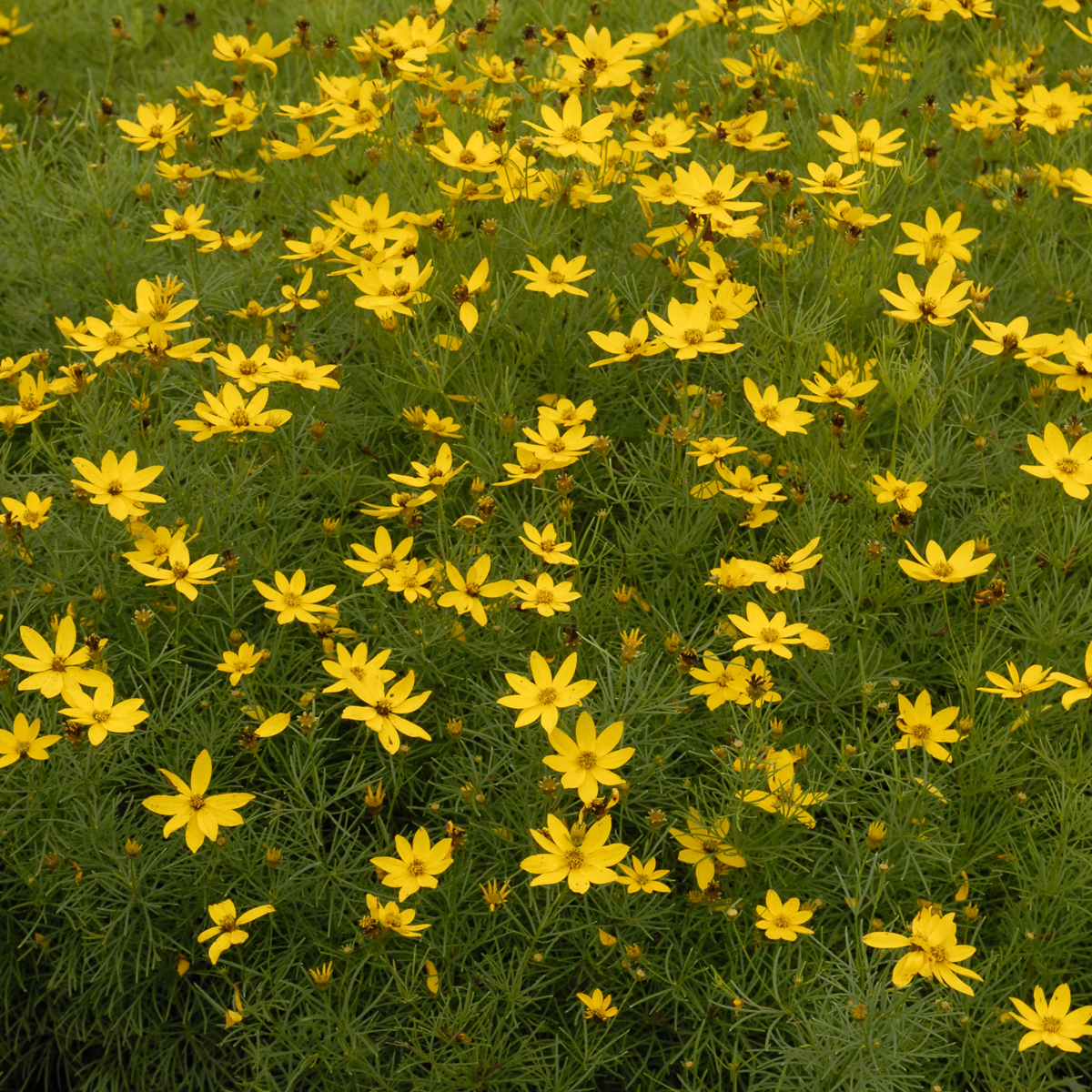 Coreopsis, Zagreb