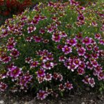 Coreopsis, Zesty Zinger