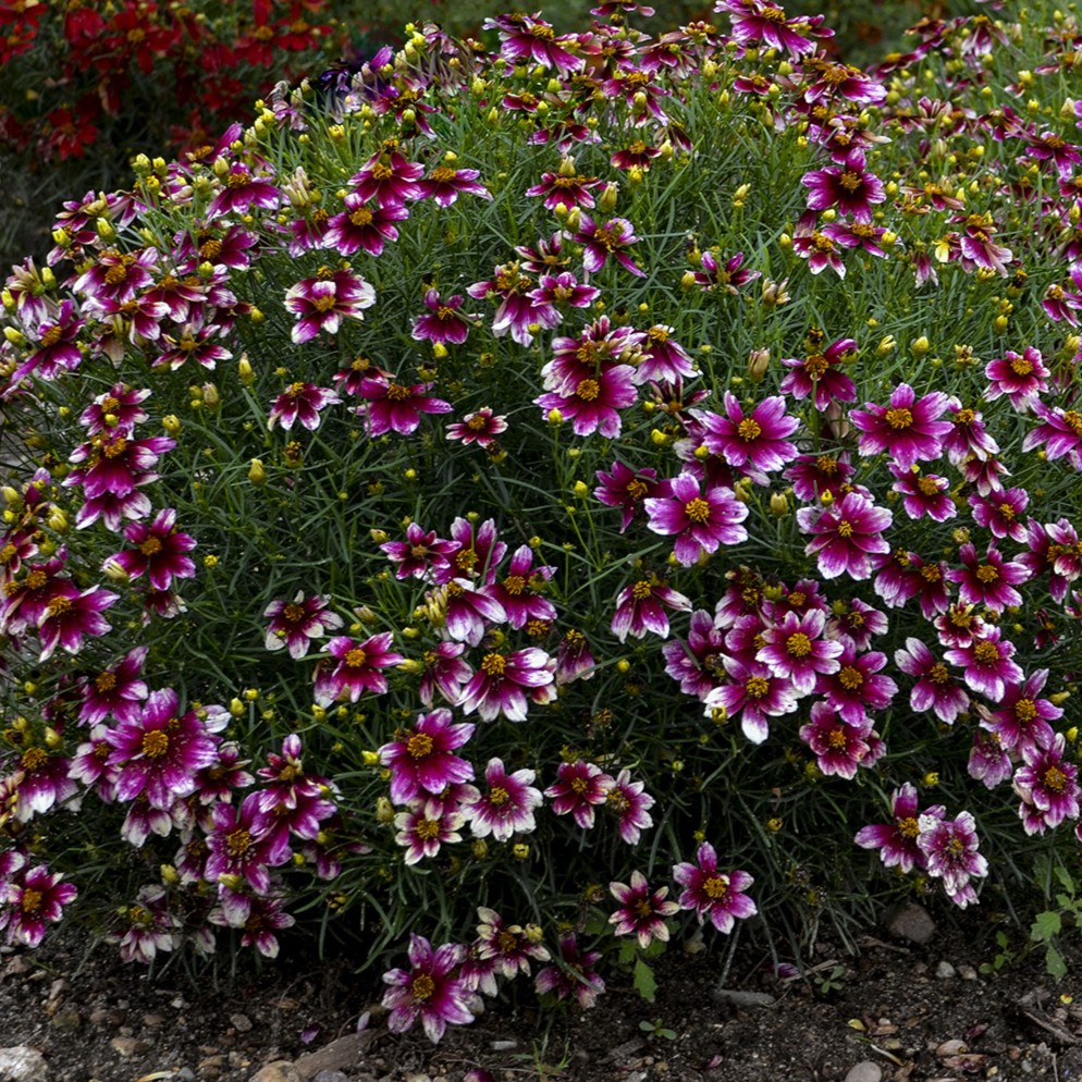 Coreopsis, Zesty Zinger